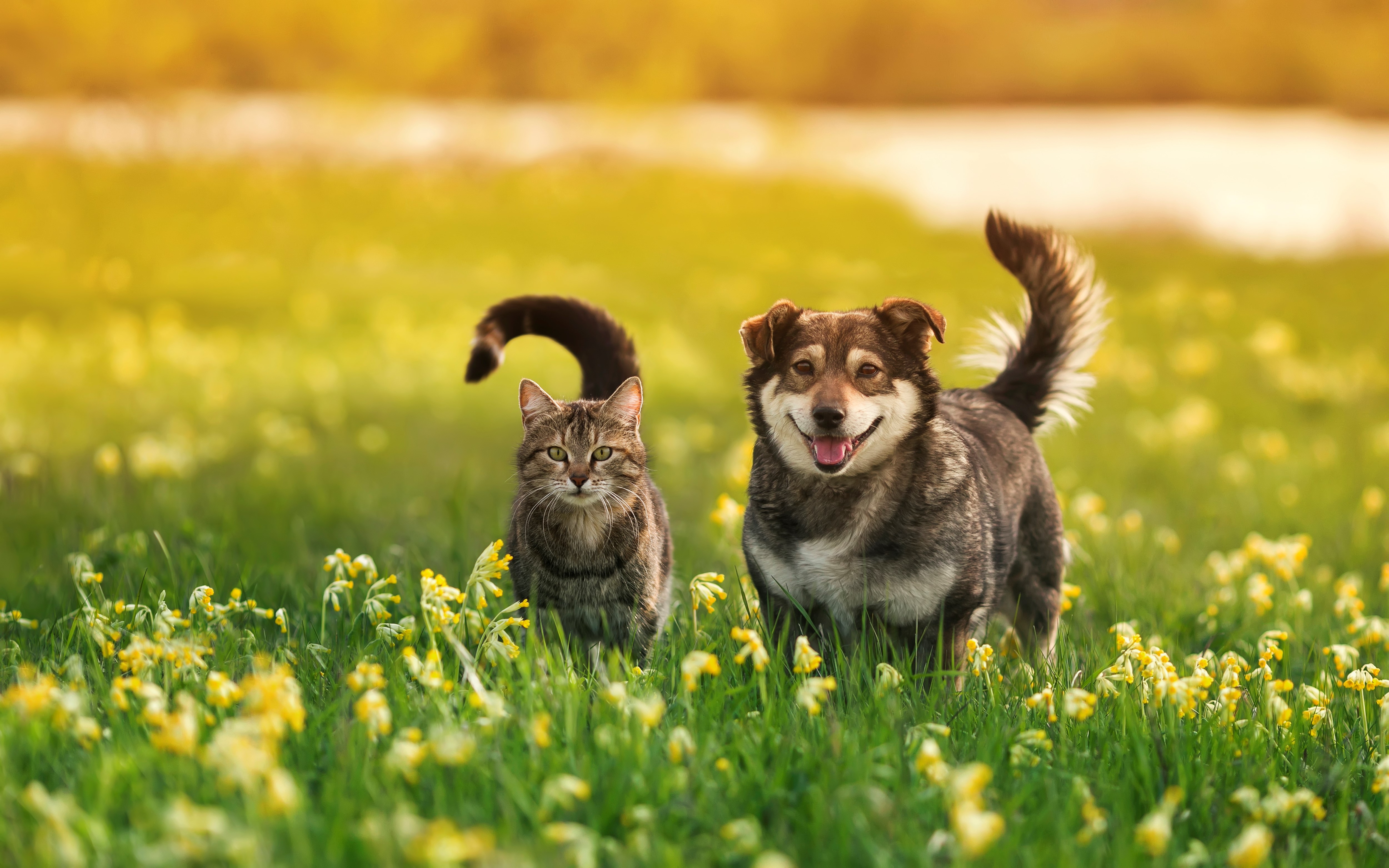 Cat and Brown Dog